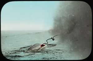 Image of Harpoon Going into Whale off Labrador Coast